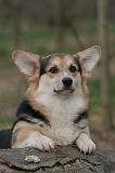 CORGI PEMBROKE 1488